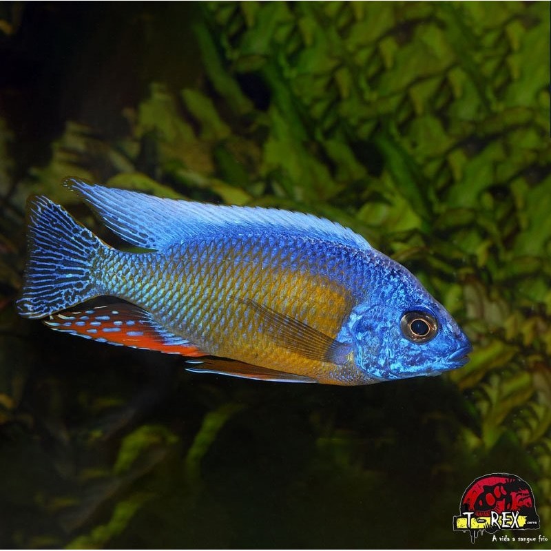 AULONOCARA STUARTGRANTI BLUE NEON 3 cm