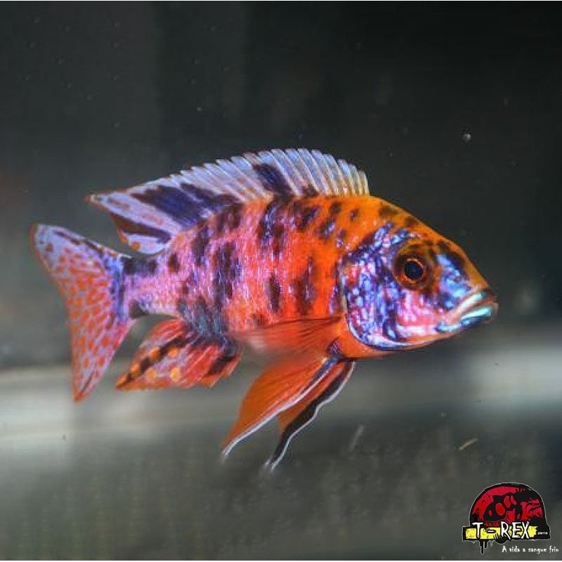 AULONOCARA STUARTGRANTI BLUE NEON 3 cm