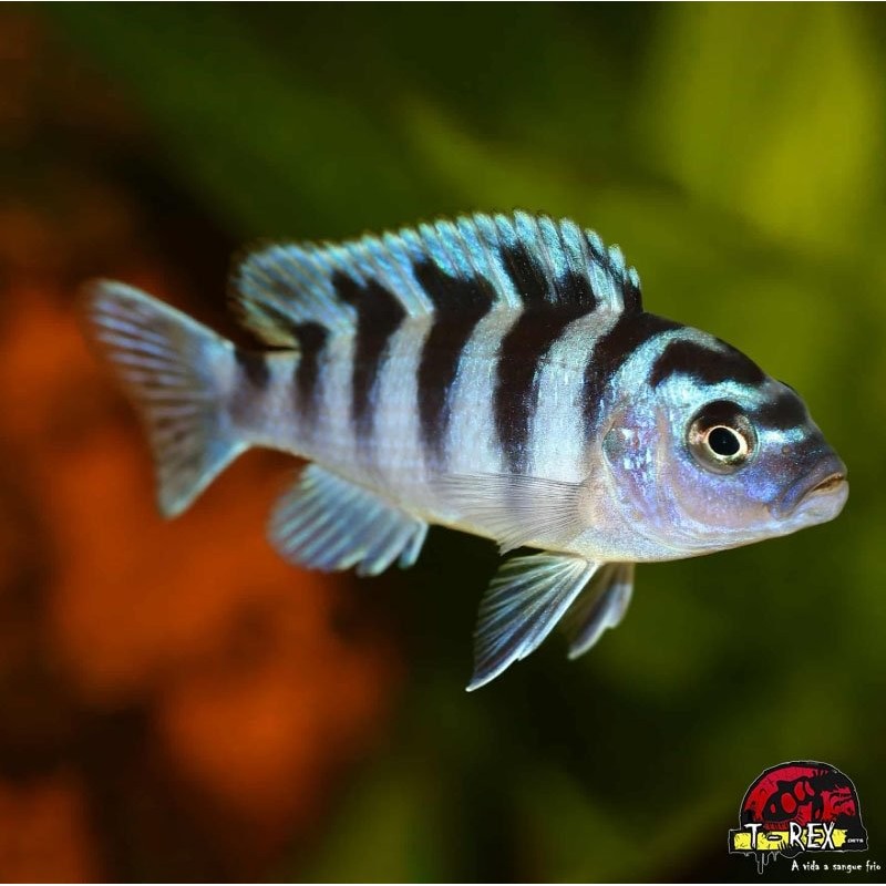 AULONOCARA STUARTGRANTI BLUE NEON 3 cm