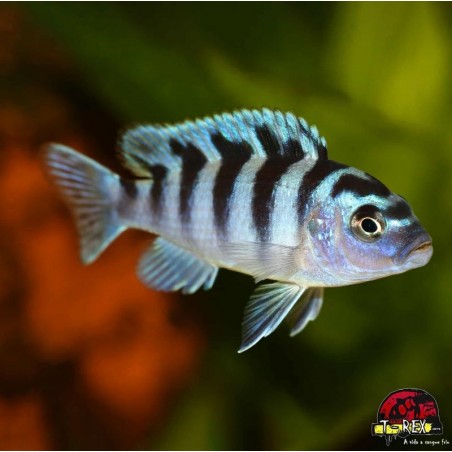 AULONOCARA STUARTGRANTI BLUE NEON 3 cm