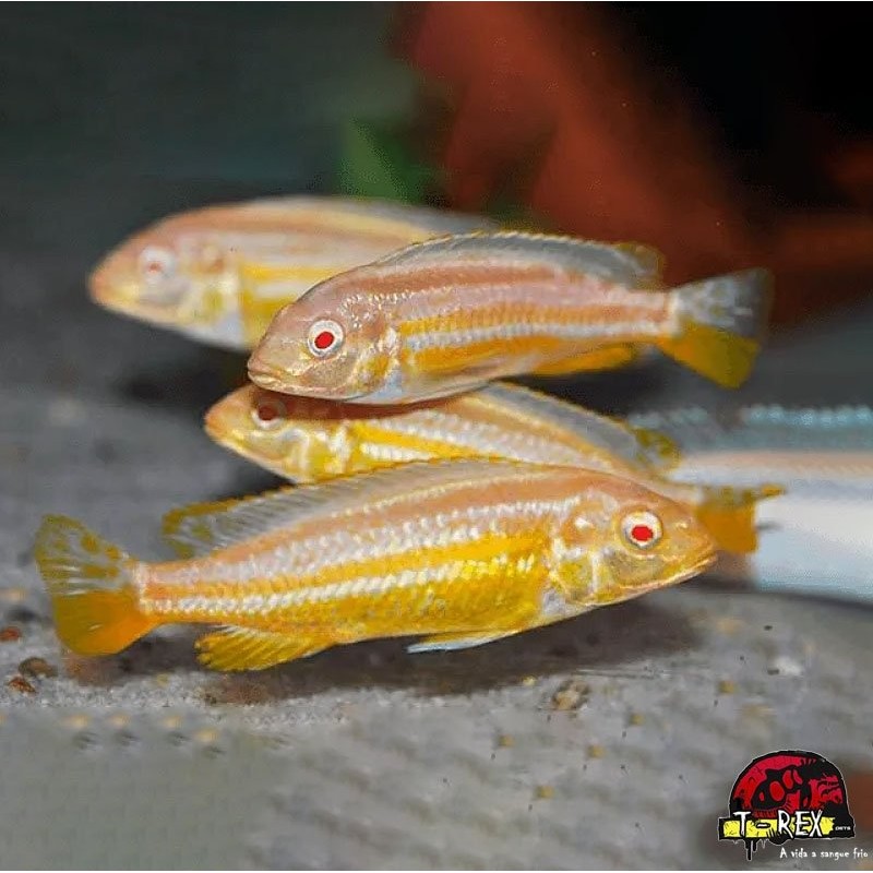 comprar peixe ciclídeo africano