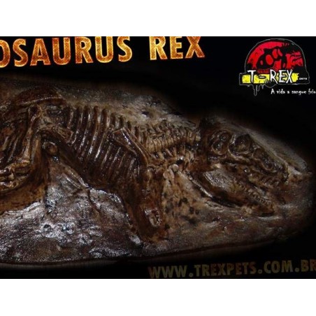 Fóssil Tyrannosaurus rex