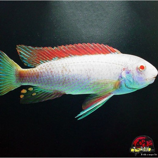 LABEOTROPHEUS TREWAVASAE RED TOP ALBINO 2 A 3 cm