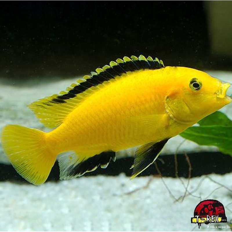 LABIDOCHROMIS AMARELO