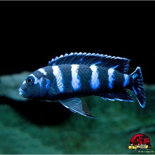 Peixe Ciclídeo Africano -...