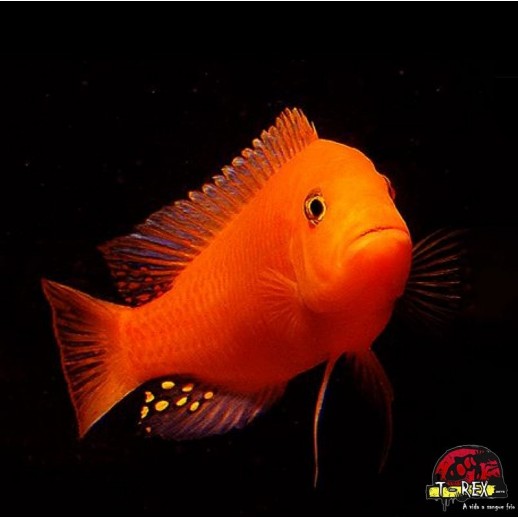 Peixe Ciclídeo Africano -...