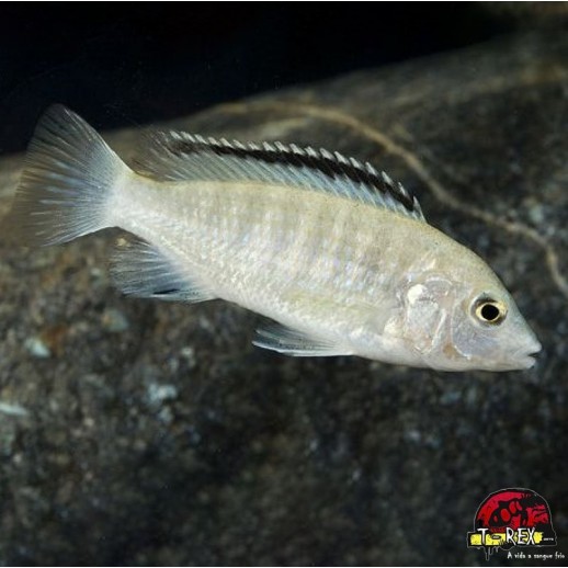 LABIDOCHROMIS BRANCO