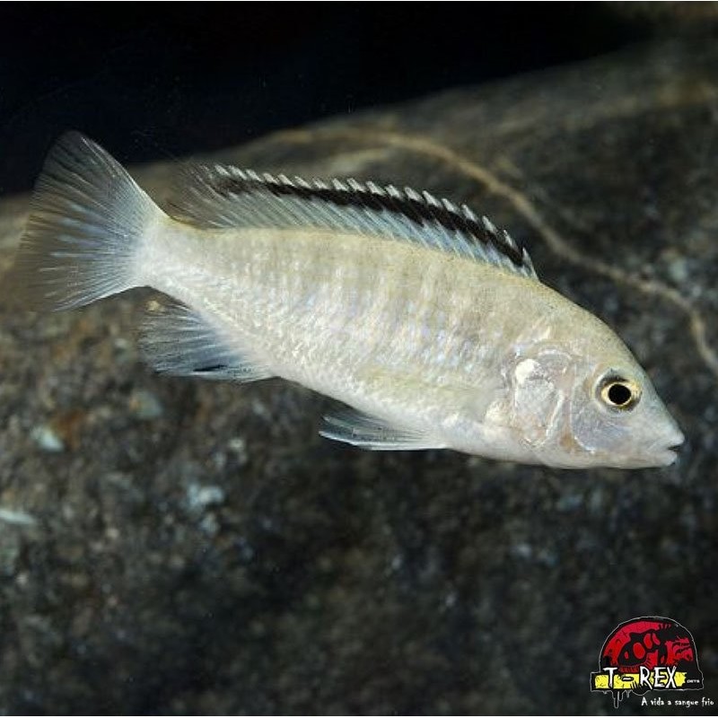 LABIDOCHROMIS BRANCO