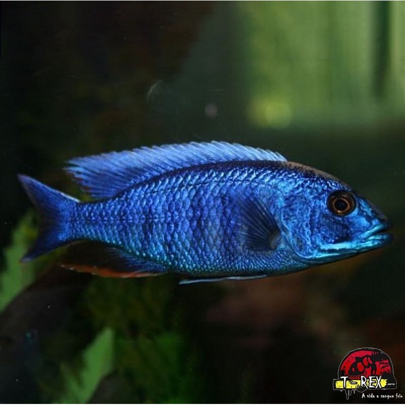 AULONOCARA BLUE ORCHID PEACOCK