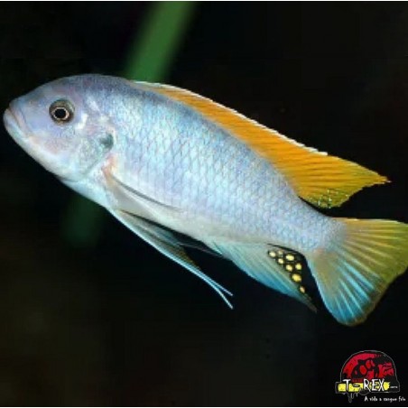 LABIDOCHROMIS LIVIDUS