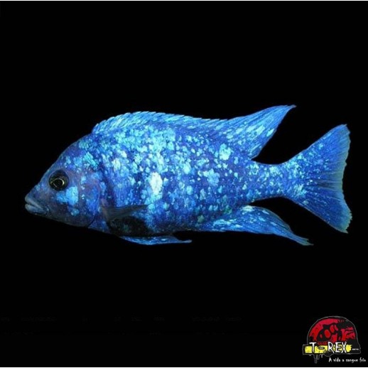 Peixe Ciclídeo Africano -...