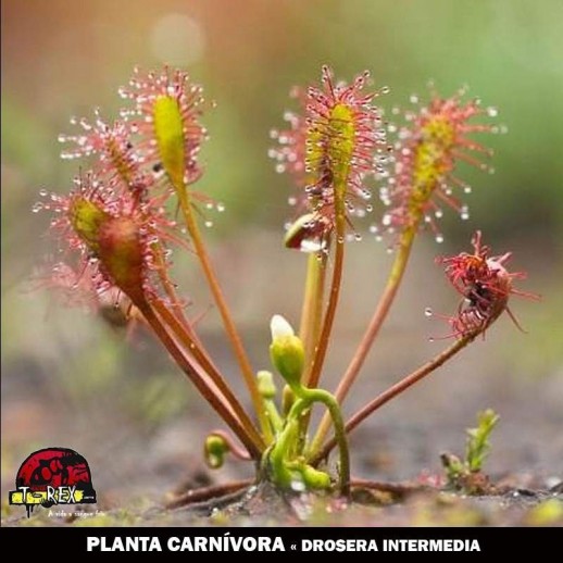 loja online de planta carnivora