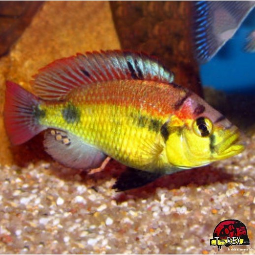 HAPLOCHROMIS AENEOCOLOR
