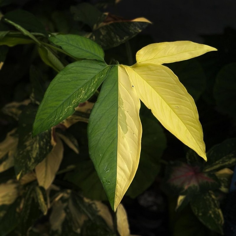 comprar muda de caladium isabella