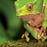 Kit Completo para Sapos, Anfíbios e Axolotl - Tudo que seu pet precisa