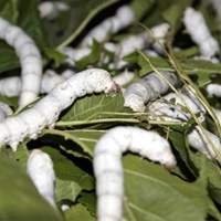 Larvas Bicho da Seda