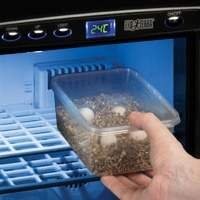 Reprodução e Incubadora para Pogona - Crie um Ambiente Adequado | Loja Online  Meta descrição: