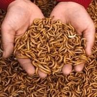 Alimento Vivo para Pogona - Crie um Dieta Saudável