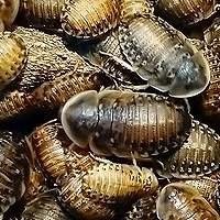 Baratas Dubia - Alimento Vivo de Qualidade para Répteis e Aves