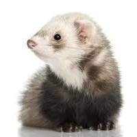 Venda de Ferrets