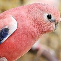 Ver Aves disponíveis