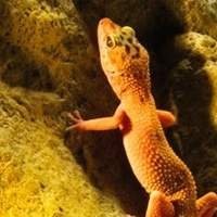 Background para Terrário - Transforme Seu Ambiente com Cenários Incríveis